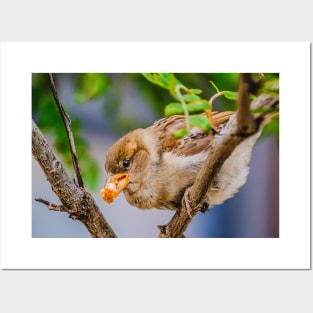 Happy Cute Bird & Breadcrumb Photograph Posters and Art